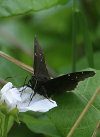 Northern Cloudywing